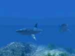 Picture of Great White Shark>