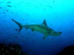 Picture of Hammerhead Shark>