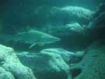 Picture of Nurse Shark>